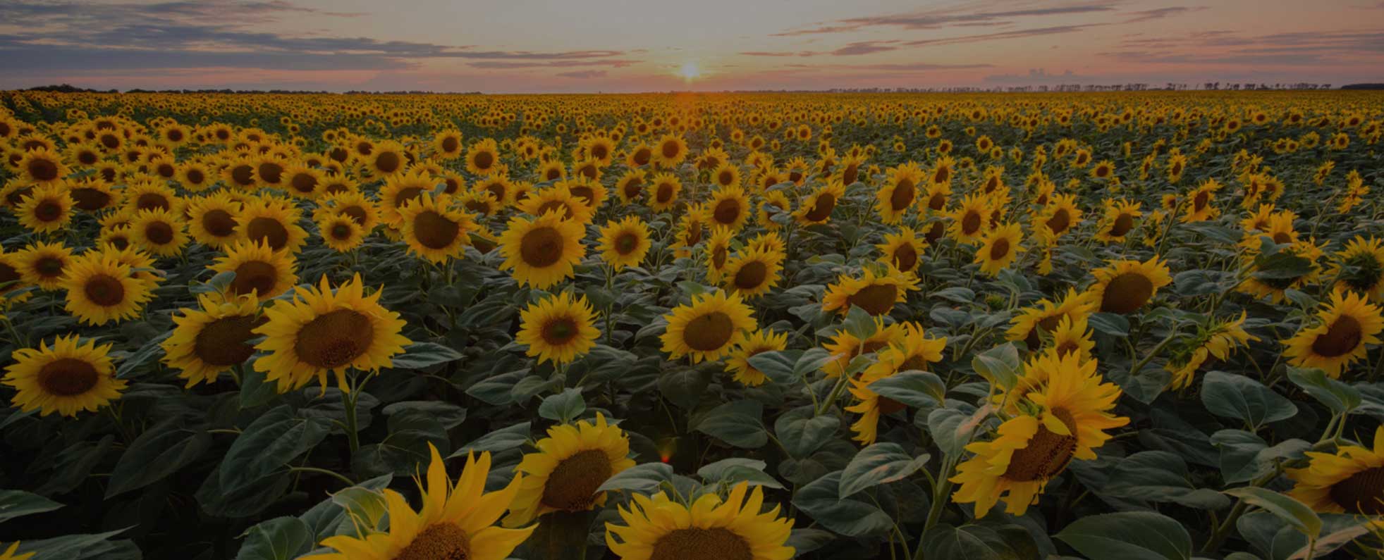 Mirasol International